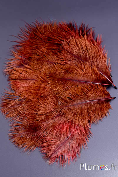Strauss Franzen - 8-15 cm - rot